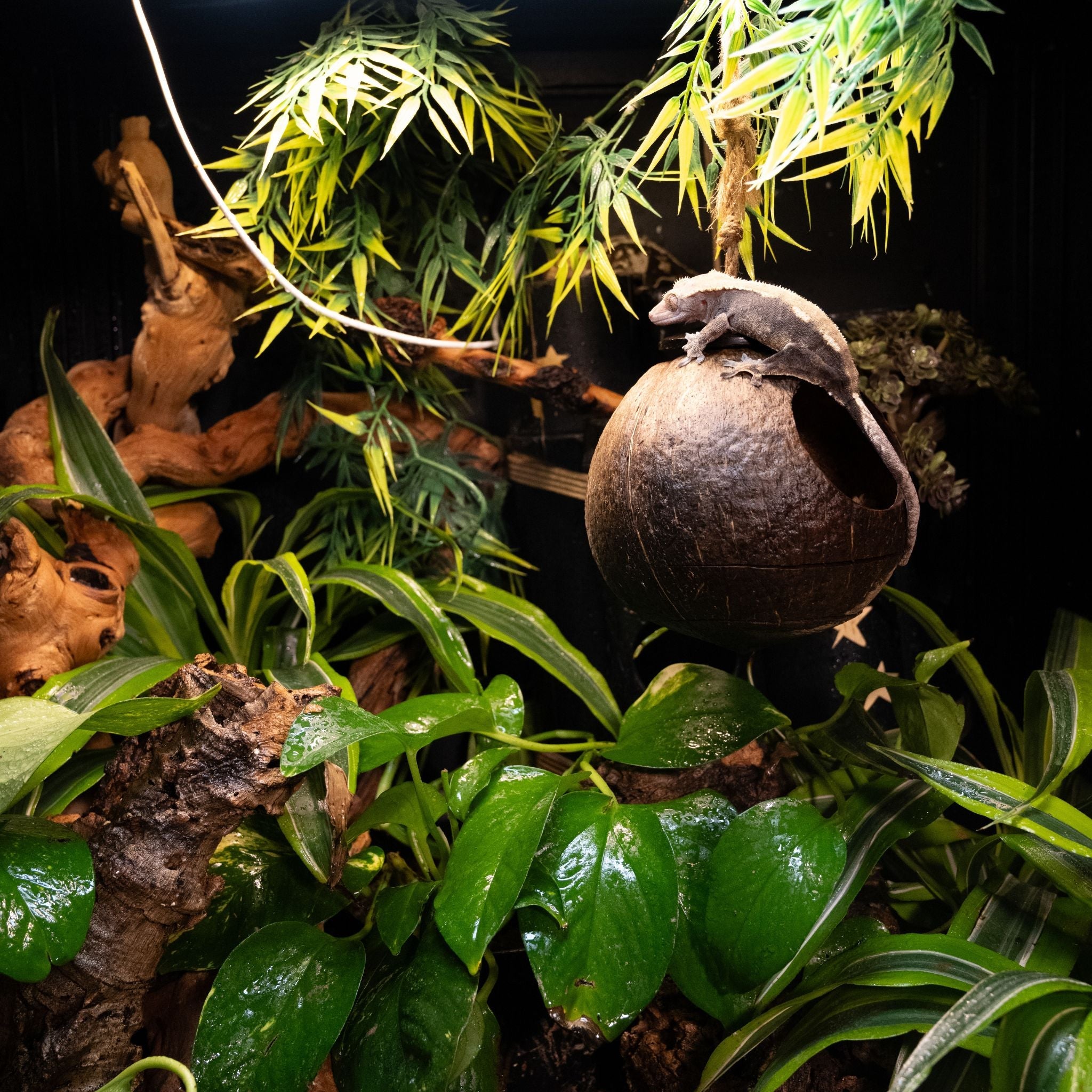 2'x2'x2' Reptile Enclosure - The Zen Habitat 3.0