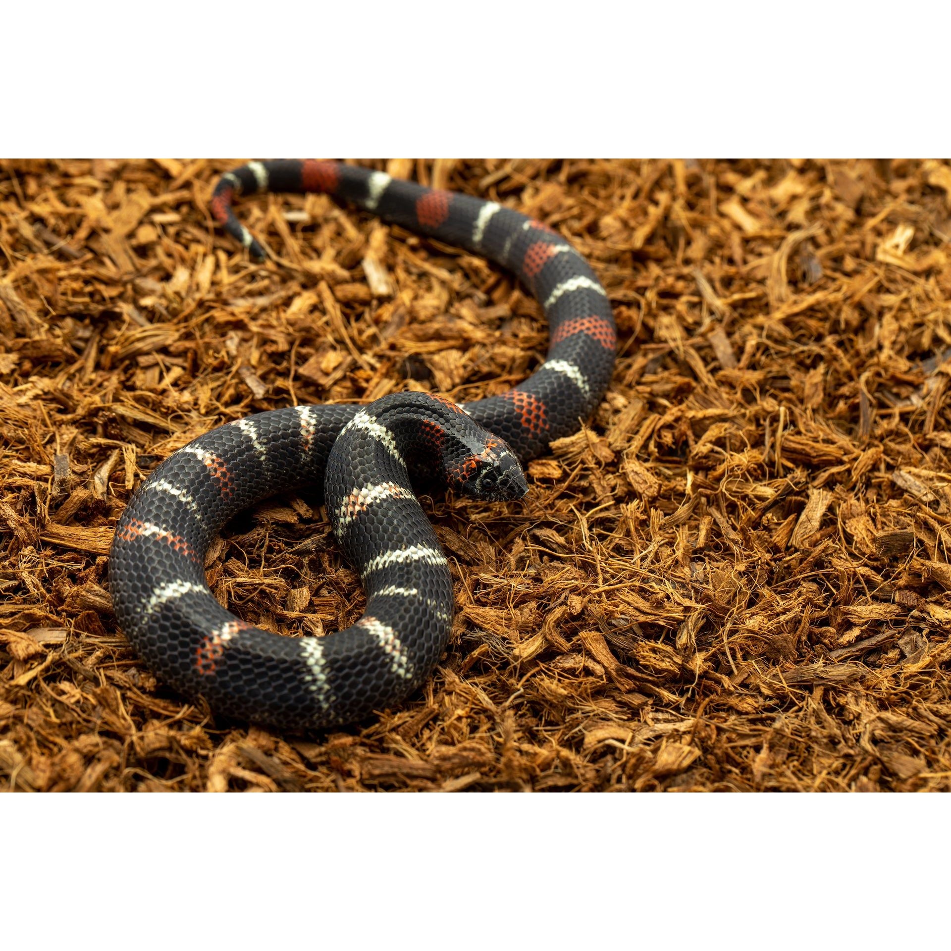 MicroChip Fine Coconut Chip Mix; Ready to Use