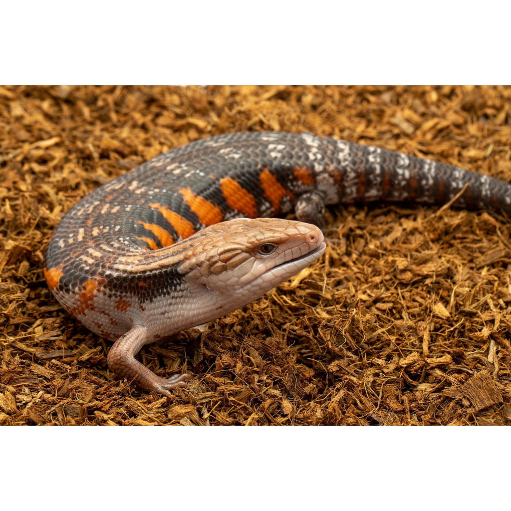 MicroChip Fine Coconut Chip Mix; Ready to Use