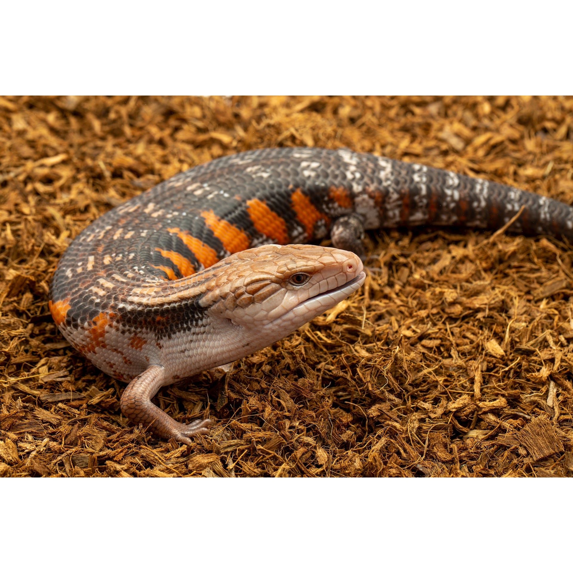 MicroChip Fine Coconut Chip Mix; Ready to Use