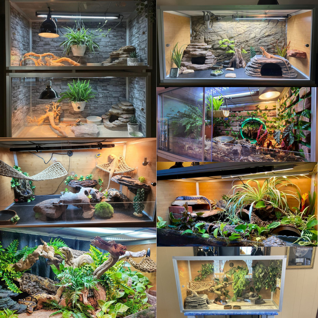 4'x2'x2' Reptile Enclosure - The Zen Habitat 3.0