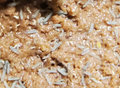 100+ Blue Podura Springtails (Proisotoma Minuta)