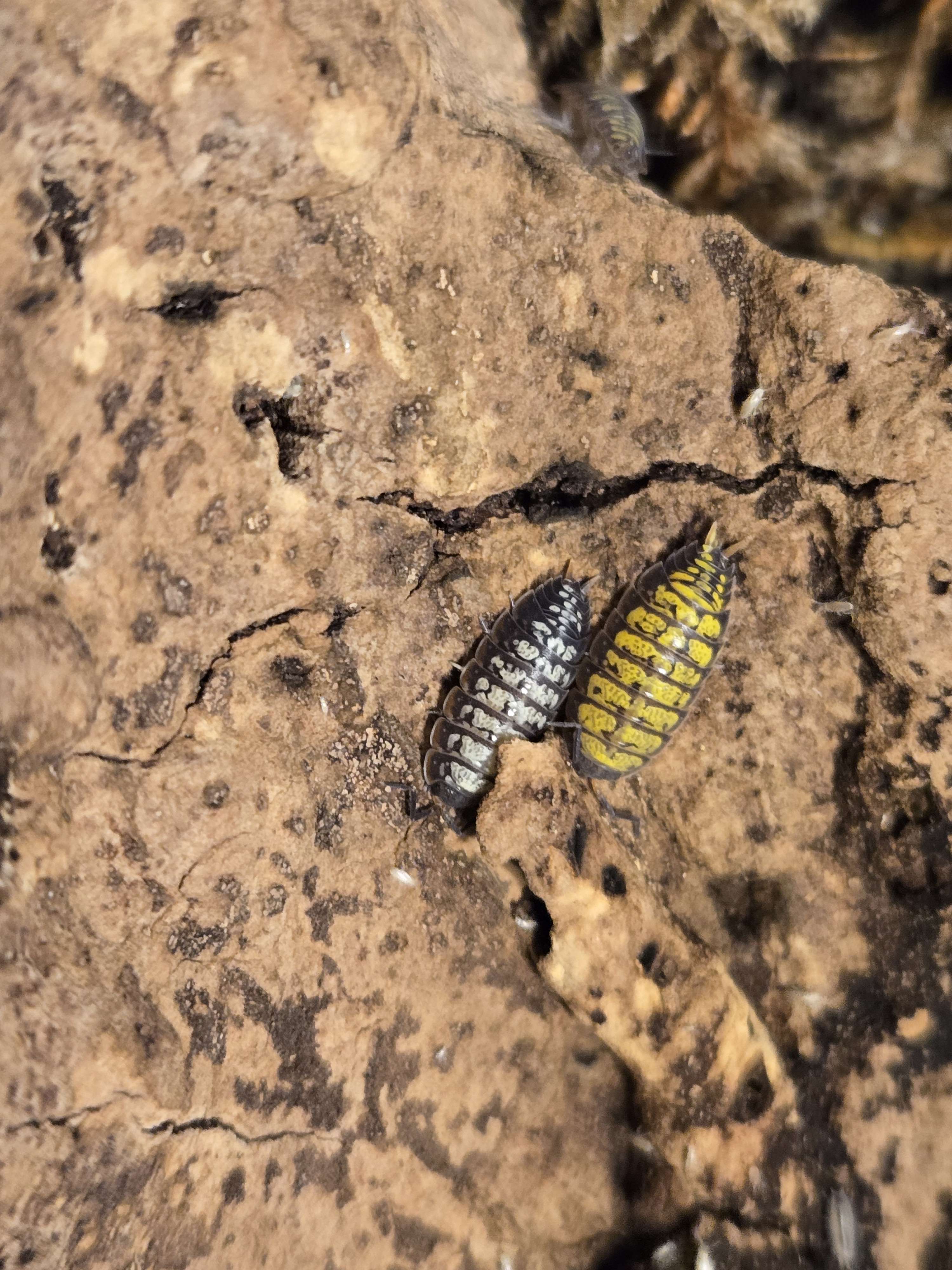 Porcellionides virgatus "Big Pine Key"