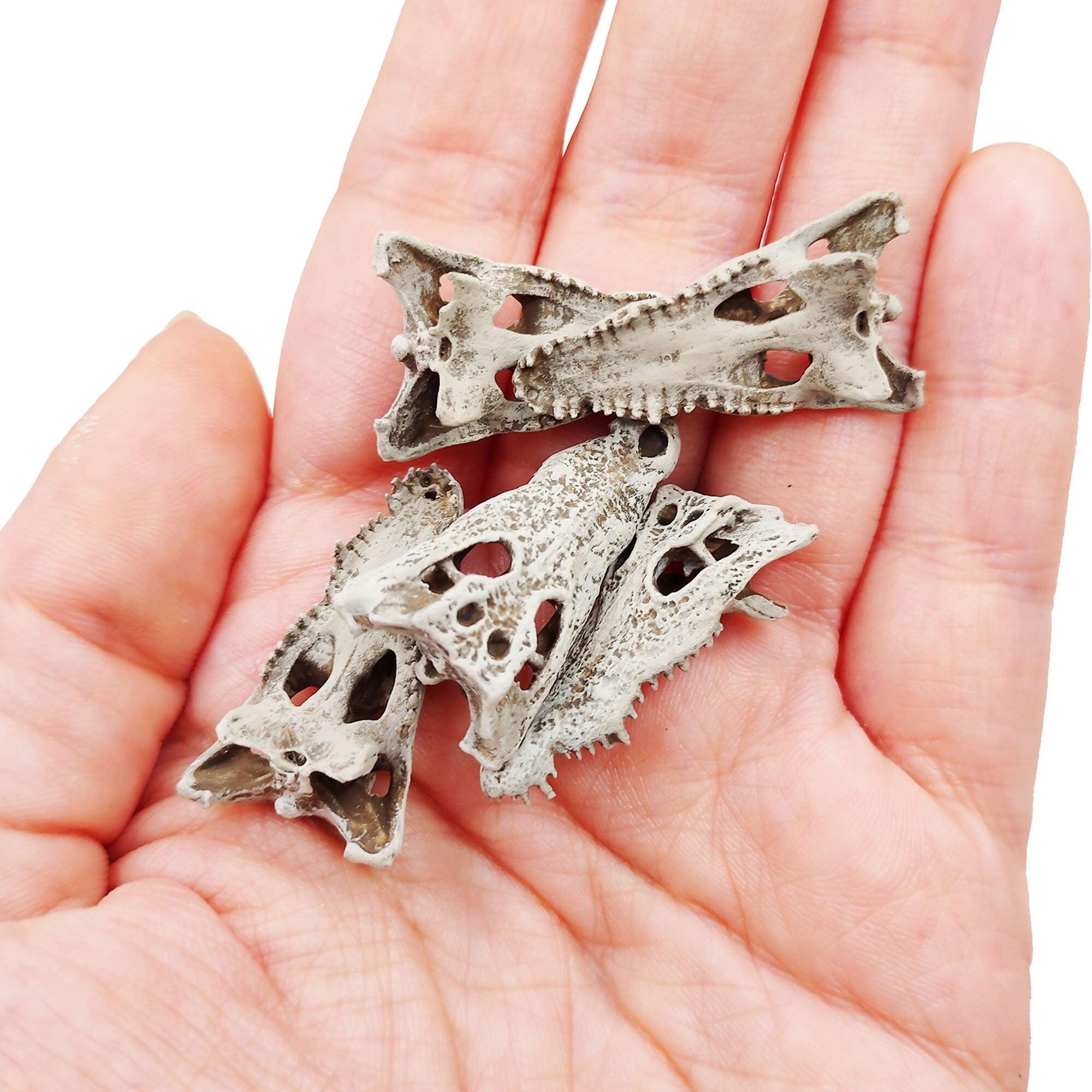 Crocodile Skull (Field Bones #32: Africa) 1:12 scale replica reptile skull for diorama, dollhouse, terrariums, art craft supplies curiosities oddities (set of 5)