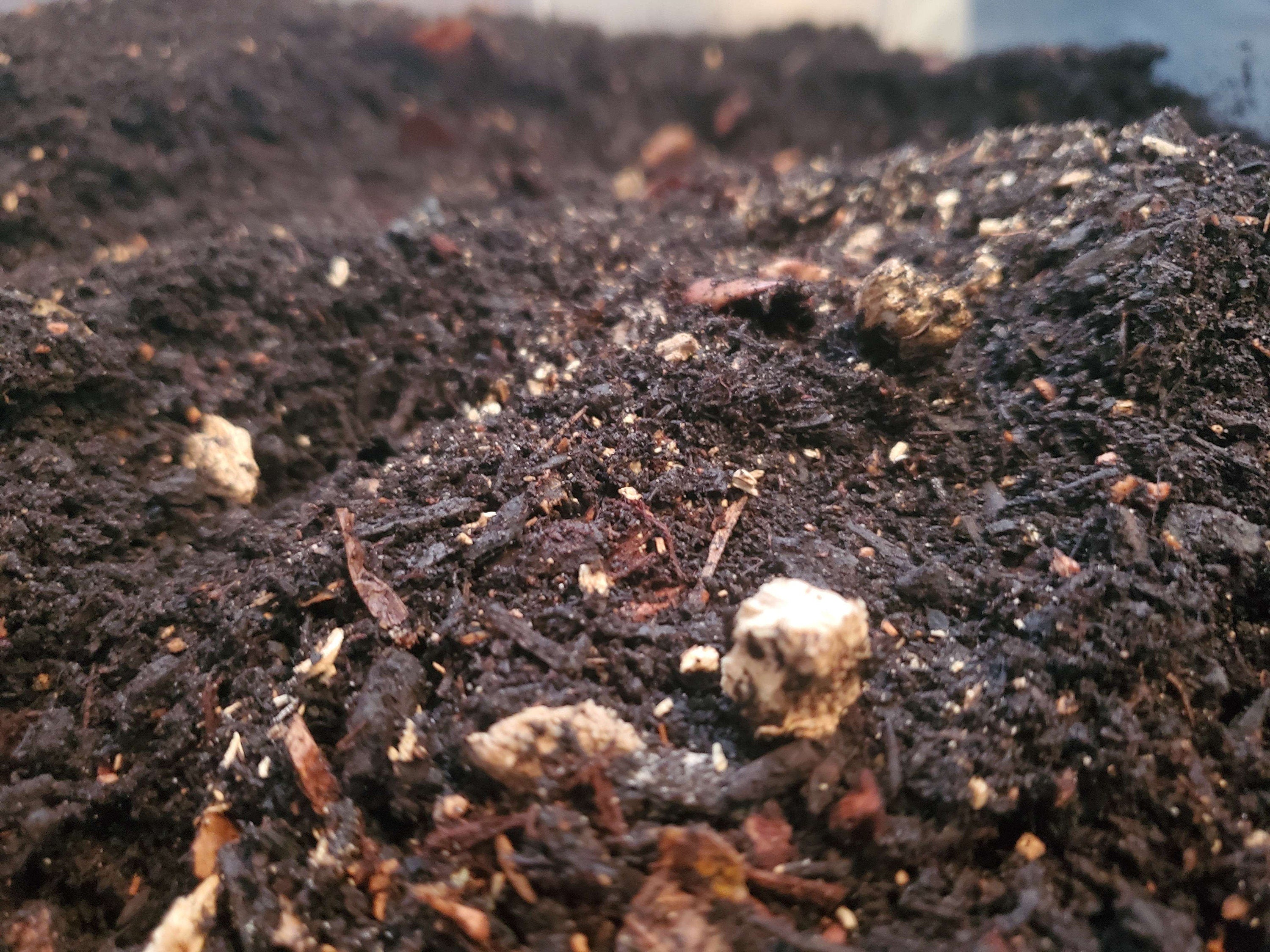 Premium Isopod Substrate - Nutrient-Rich Bioactive Terrarium Mix