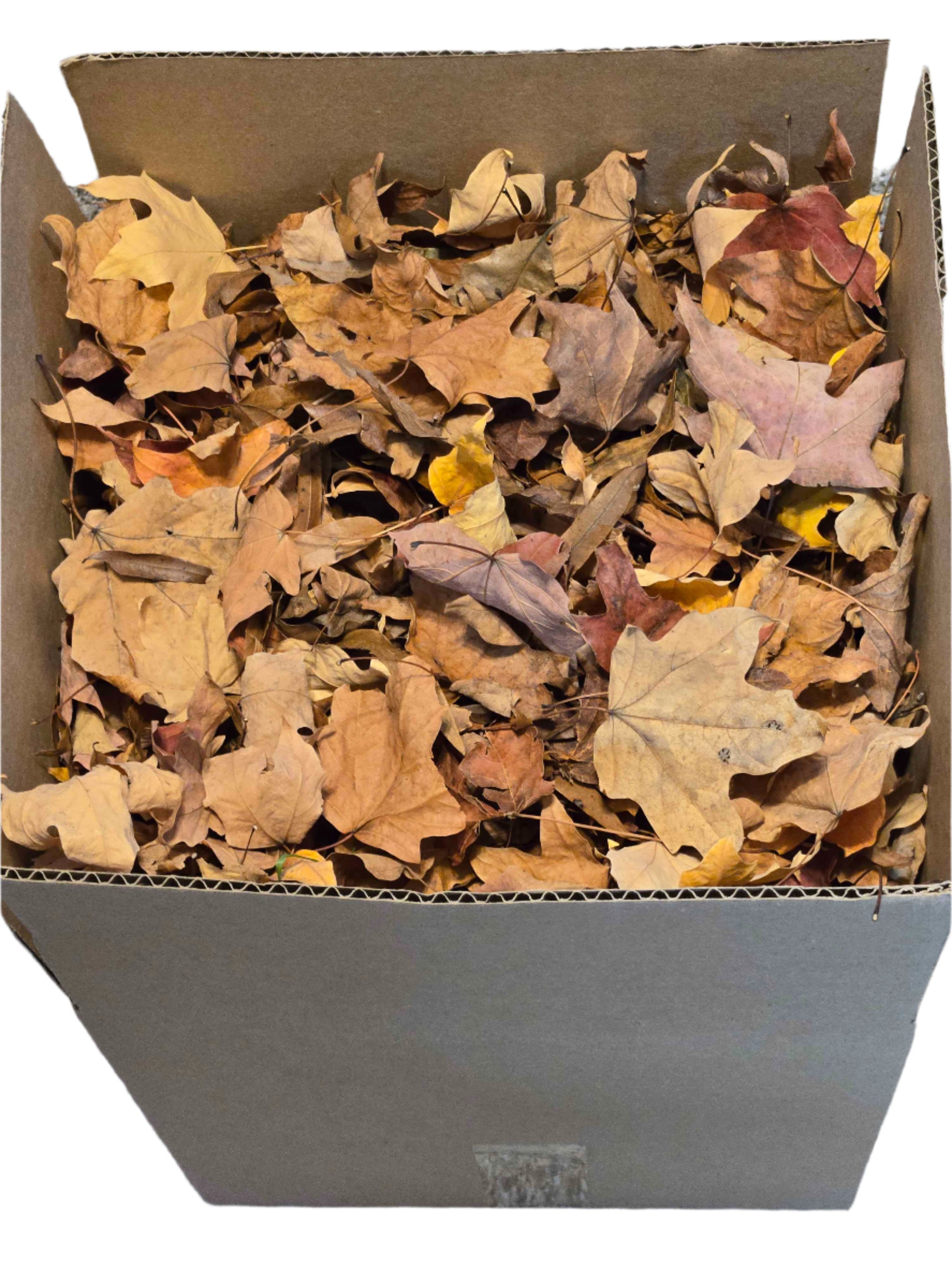 Forest Floor Leaf Litter (3 Sizes!)