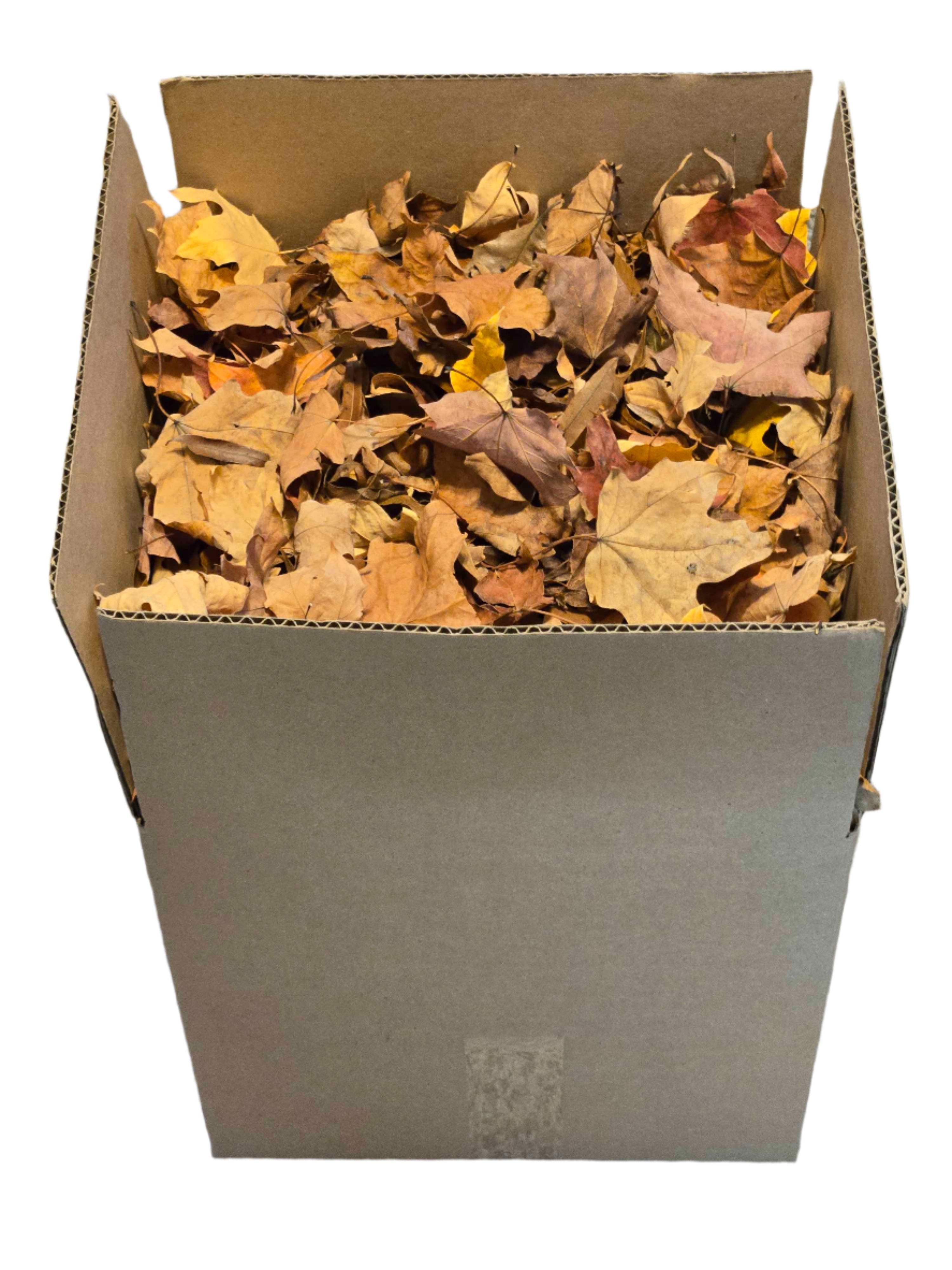 Forest Floor Leaf Litter (3 Sizes!)